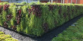 Living Green Wall Benefits Ambius