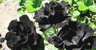 know the secret to grow black rose