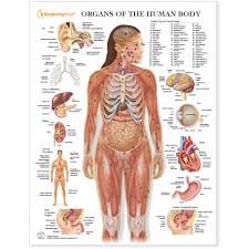 Organs Of The Human Body Chart Poster Laminated