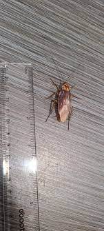 I'm assuming this is just a big ass cockroach? : r/whatsthisbug