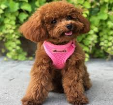 red teacup poodle puppies at