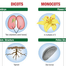exploring monocots and dicots