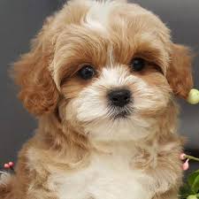 visit our cavapoo puppies near