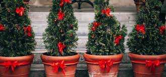 Winter Care For Potted Evergreens