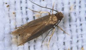 can carpet moths be transferred from