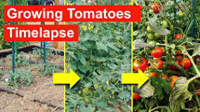 how-long-do-tomato-plants-live