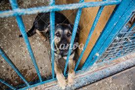 Cage For Dogs In Animal Shelter Photos By Canva