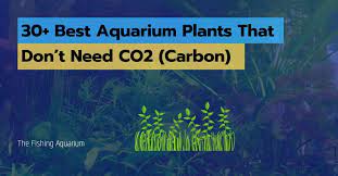 30 best aquarium plants that don t