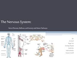 nerve plexuses