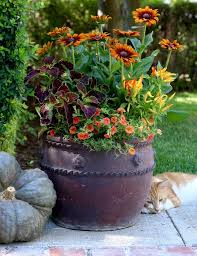 Pin On Container Gardens For Autumn