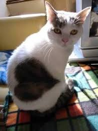 I Have a big heart fur love born special - Cat memes - kitty cat ... via Relatably.com