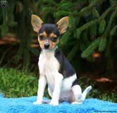 smooth fox terrier puppies