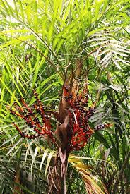 Exotic Color Orange Bamboo Palm