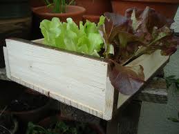 Recycled Wood Seed Tray Natural
