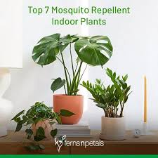 Top 7 Mosquito Repellent Indoor Plants