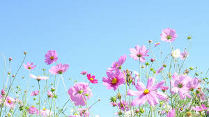 spring flowers stock video fooe for
