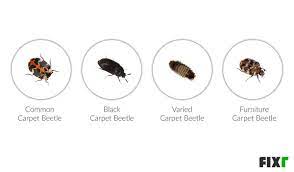 identify and eradicate carpet beetles