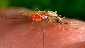 aerial mosquito spraying scheduled for
