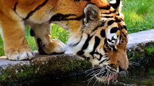 desktop wallpaper tiger predator