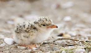 Baby Bird Irish Wildlife Matters