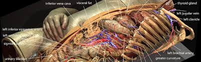Torso model anatomy labeled 434903 orig. Torso And Internal Organs Of The Visible Human