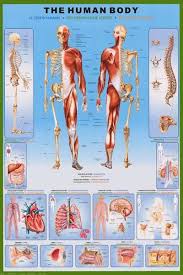 Human Body Anatomy Medical Poster 24x36 Human Body Anatomy