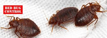 what rature kills bed bugs and
