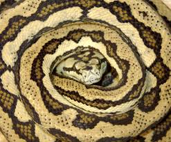 should i get a carpet python