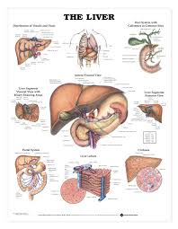 The Liver Anatomical Chart Poster Laminated Paramedic