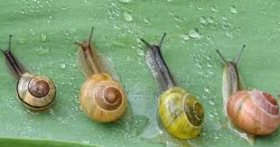10 fascinating facts about snail slime