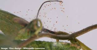 How to get rid of spider mites in flower beds. Spider Mites On Plants 9 Effective Ways To Kill Spider Mites