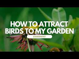 How To Attract Birds To My Garden