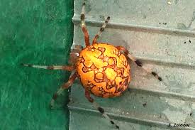 a beautiful spider marbled orb weaver