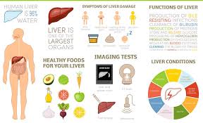 best foods for your liver with 1 day