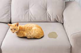 cat smell stains out of a couch