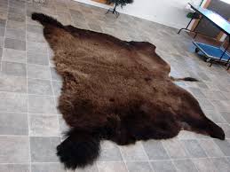 huge real buffalo rug hide taxidermy