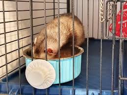 ferret food water bowls how to pick