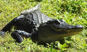 Be Alligator Aware for Florida's Alligator Mating Season - NatureCoaster.com