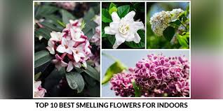 Top 10 Best Smelling Flowers For Indoors