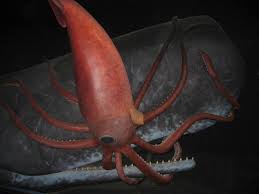 optic lobe of giant squid found