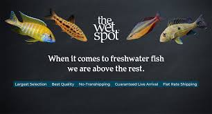 wet spot tropical fish