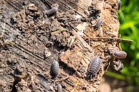 how to get rid of woodlice in your home