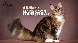 6 reliable maine breeders in texas