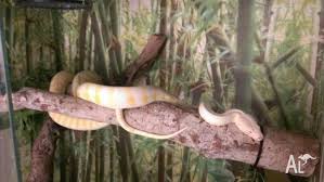 male albino darwin carpet python