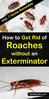 get rid of roaches without an exterminator