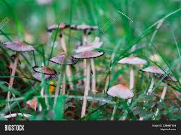 Click the images below to learn more about common urban mushroom species agaricus campestris meadow mushroom, pink bottom. Mushrooms Grass Nature Image Photo Free Trial Bigstock