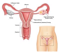There are many sorts of tissue that can emerge from the uterus. Patient Education Colposcopy Beyond The Basics Uptodate