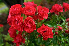 groundcover rose scarlet flower