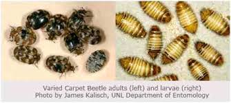how to get rid carpet beetles only 10
