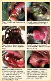 neoplasia in the dog cat